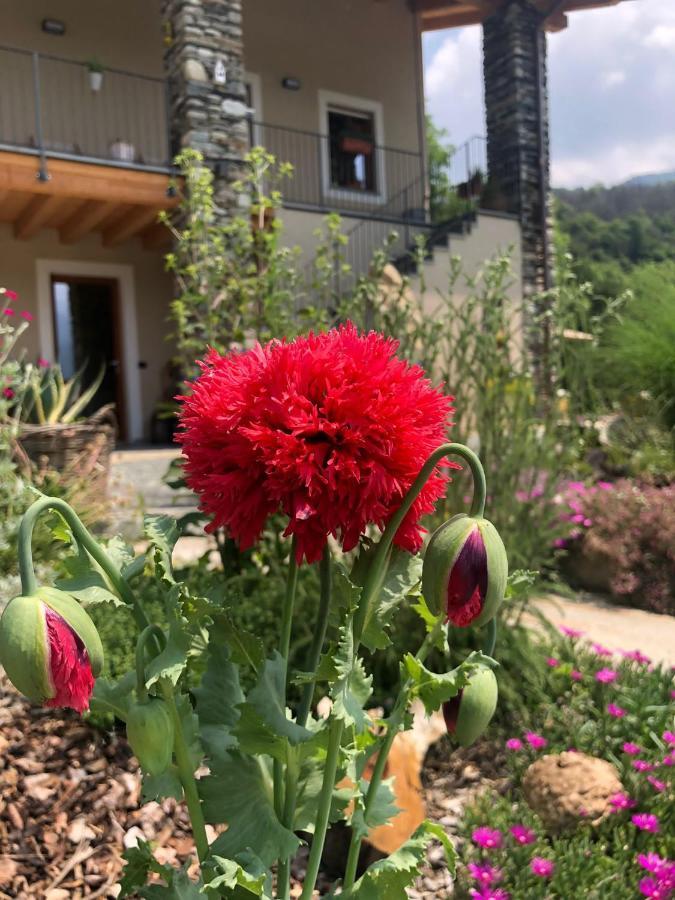 Semi Al Vento: La Bio-Casa Nel Giardino Incantato! Διαμέρισμα Paesana Εξωτερικό φωτογραφία