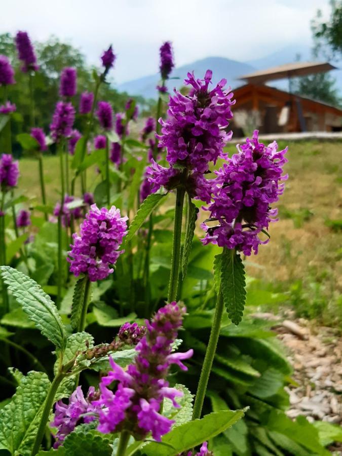 Semi Al Vento: La Bio-Casa Nel Giardino Incantato! Διαμέρισμα Paesana Εξωτερικό φωτογραφία